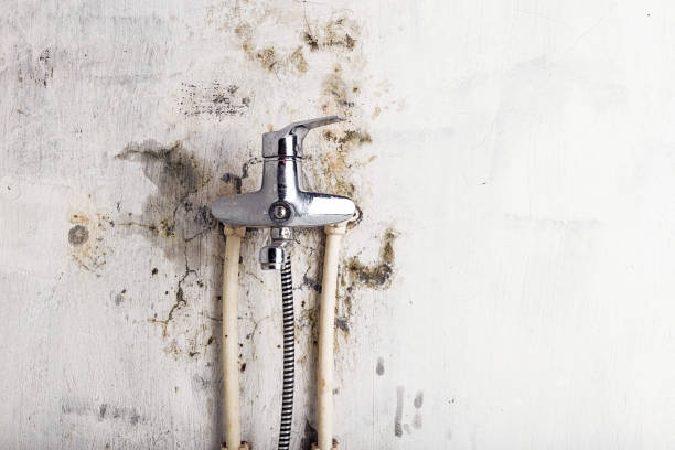 Best Local Mold Removal Service  in Onalaska, WI