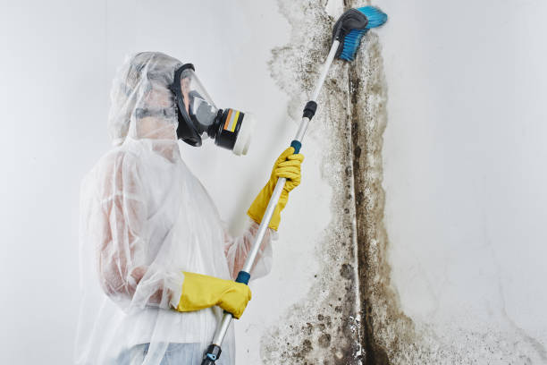 Best Attic Mold Removal  in Onalaska, WI
