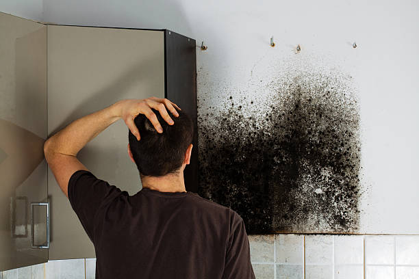 Best Mold Removal Process  in Onalaska, WI
