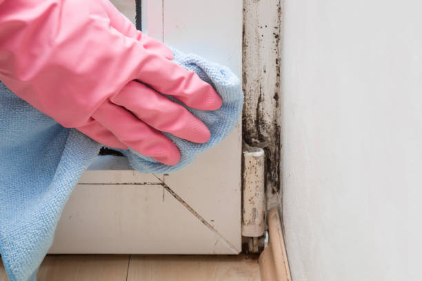 Professional Mold Removal in Onalaska, WI